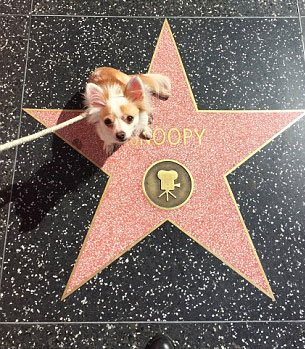 Snoopy Sitting on Star in Hollywood