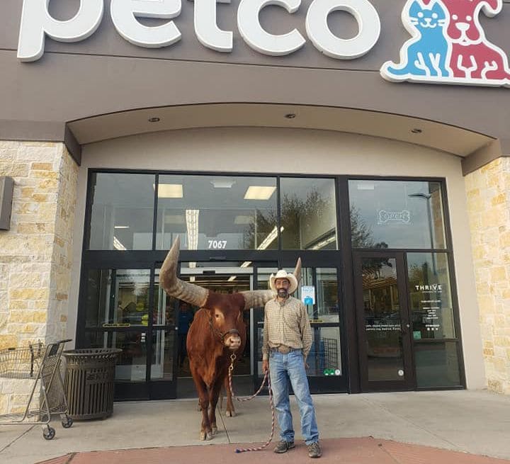 Oliver The Steer at Petco