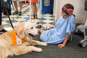 Therapy Dog