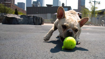 Tribeca Dog Park Gets Hijacked For Ten Years