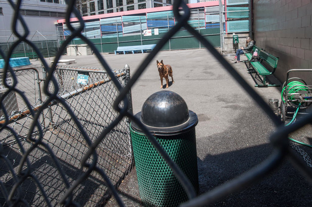 Tribeca Dog Park