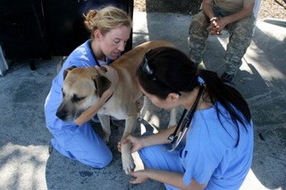 Veterinarians Caring For Homeless Dog