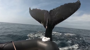 Whale Hits Boat