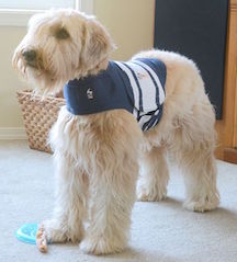 Wheaton Terrier in Thundershirt