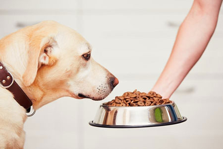 What is in Your Pet Food?