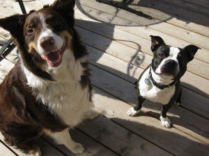 Pet owners more satisfied with bigger dogs