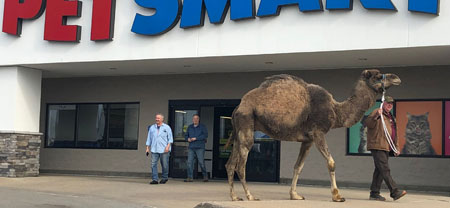 Camel Goes To Petsmart