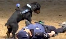 Police Dog Performing CPR