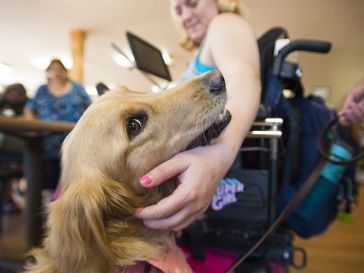 Cubby the Comfort Dog