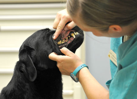 Check your pets dental health