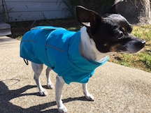 Ladybug Wearing Django Raincoat