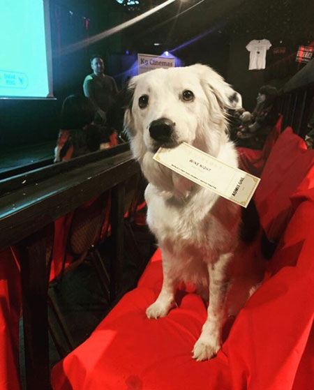 Dog in Theater