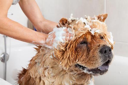 Dog Receiving Bath