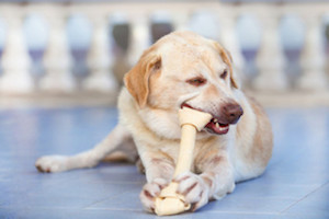 Dog Chewing Bone