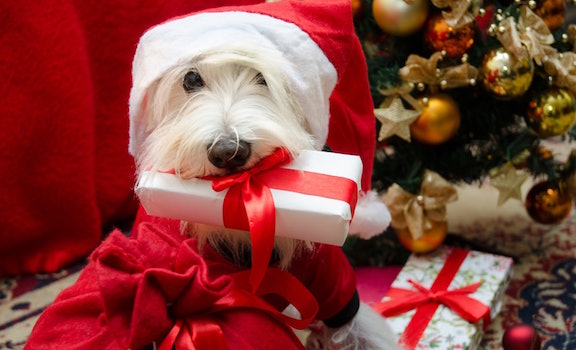 Dog With Christmas Present