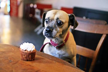 Dog Staring at Cupcake