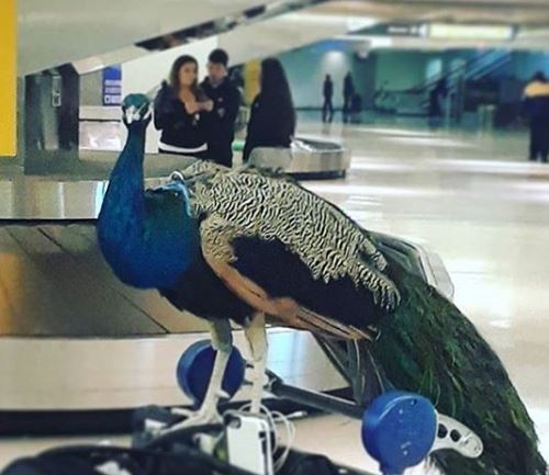 Emotional Support Peacock