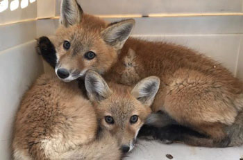 Firefighters mistake kit foxes for dogs