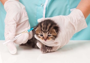Kitten Receiving Vaccination