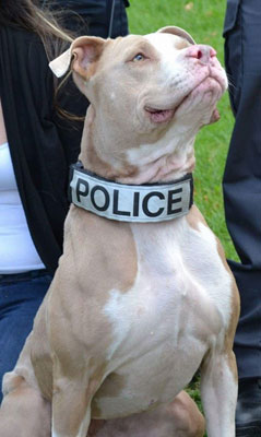Pit Bull Police Dogs