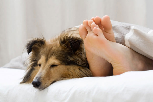 Women prefer sleeping with dogs to humans