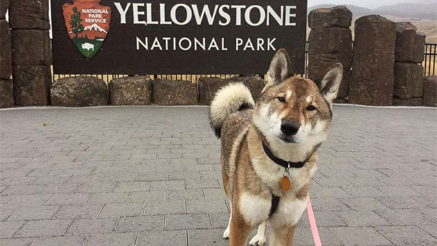 Mura at Yellowstone